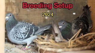 Racing pigeons breeding setup of MN Loft 2024 | Pakistani Pigeon Loft