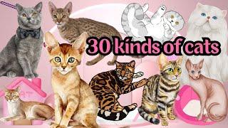 Learn 30 kinds of cats. Learn English with Easy English. #study #learning #english #animals #cat