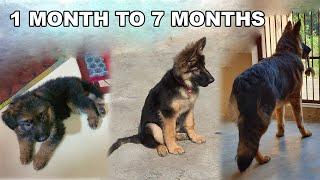 German Shepherd Puppy Growing from 30 Days to 7 Months | Long Coat GSD Puppy Transformation