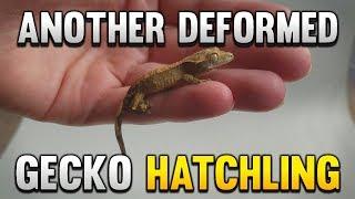 The Sad Truth About Breeding Geckos