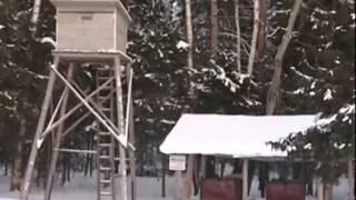 В Даниловском районе зафиксированы 2 случая бешенства ДИА-ТВ Данилов