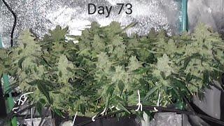 GROW UPDATE - Day 73 - Lemon Pie Auto by Fast Buds - 2x2x3 Mini Tent Grow