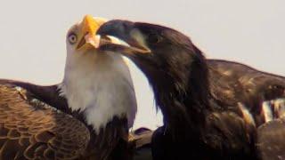 SWFL Eagles-M15 Feeds The Eaglets 🫶! Snatch, Grab & Swallow! #eagle #M15 #baldeagle  #trsp