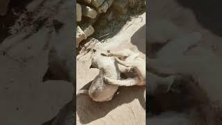 Ham Tumhe Itna Pyaar Karenge,#reels #new #dog #dogs#love#videos #fb #youtube #trending#motivation