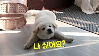 "진돗개를 집에서??" 강아지 싫다던 부모님