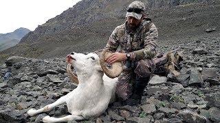 S9:E3 "SURPRISE RAM" Dall Sheep Hunt in Alaska