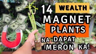 14 WEALTH MAGNET PLANTS THAT YOU SHOULD HAVE AT HOME | LUCKY PLANTS THAT ATRRACT MONEY