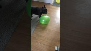 French bulldog plays balloons#frenchbulldog #pogithefrenchie #birthday #shortsvideo