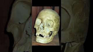 Toltec Monk - Sticky Skulls
