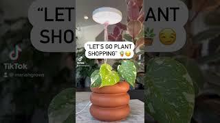 #houseplants #plants