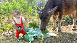 Monkey MiMi Surprises Mom by Herding Buffaloes and Goats All on Her Own