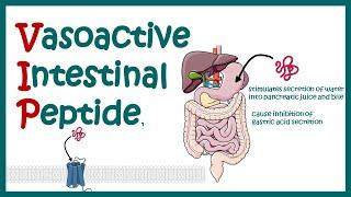 VIP (vasoactive intestinal peptides) || structure and function