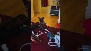 funny cat | Episode 13