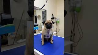 грустный БарриSPA-сите #петнишко #зоосалон #богородское #преображенка #мопс #shorts #youtube #dog