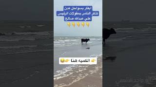 الأبقار في سواحل عدن تذكر اليمنيين بتصريحات الرئيس السابق علي عبدالله صالح في 2011 "ستصبح عدن قرية"