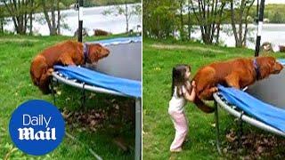 Little girl has to help her dog get onto the trampoline - Daily Mail