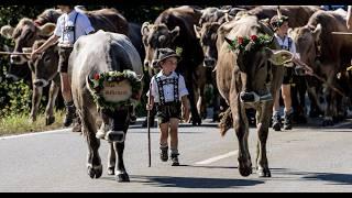 4K Viehscheid in Immenstadt Allgäu Germany 2024 : A Journey into Bavarian Tradition.