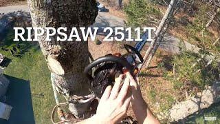 Tree Climbing with spurs, tall skinny tree, Ported Echo 2511t