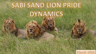 SABI SAND LION PRIDE DYNAMICS | March 2024