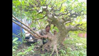 GROUND TAUCI ATAU KALIMANTAN 2 TAHUN PROSES || BONSAI KALIMANTAN