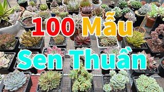 Sen đá khỏe đẹp qua mùa mưa | succulent Gia Nghia