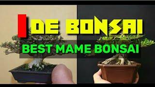 Best mame bonsai || BONSAI IDEAS