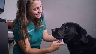 Steps For Testing Dogs In-Clinic | Overview of Embark for Vets