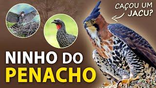 No NINHO do GAVIÃO-DE-PENACHO #1 Acompanhe o jovem, sua alimentação, hábitos e vocalizações da ave!