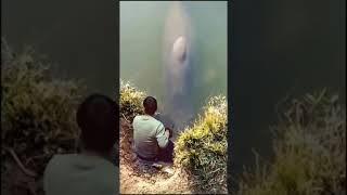 viral!!! arapaima fish eat humans