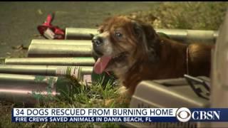 Dozens Of Dogs Rescued From Burning Home