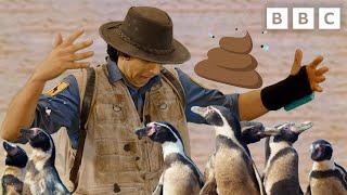 Do Humboldt Penguins Live in POO?! Andy's Global Adventures | CBeebies