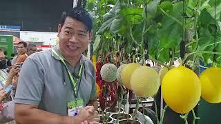 DRIP IRRIGATION SYSTEM NG TURBULENT GREEN HOUSE: ANG GANDA NG MGA TANIM NA MELON SA PASO #gardening