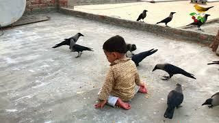 Crow Feeding Time! Baby Playing And Crows Making Sounds | Crows Are Playing With Baby | Crow Video 4