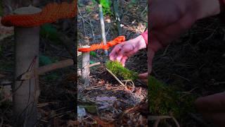 Survival Skills: Easy-Peasy Trap #bushcraft #survival   #outdoors  #lifehacks  #ideas  #trap