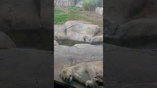 Look how close it is ?? #lion #dallaszoo