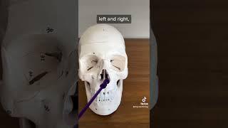 Reviewing facial bones of the skull #anatomy #anatomyandphysiology #biology #premed