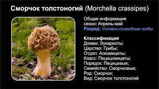 Сморчок толстоногий (Morchella crassipes)