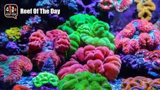 Reef Of The Day: 90G Mixed Reef