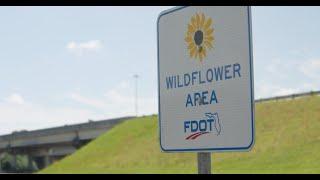 Jacob Pickering on the FDOT North Florida Wildflowers Project