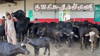 75 Calves from one Bull ll World Best Buffalo Breeder Bull Babar3 of Haji Shaukat Doggar of Multan