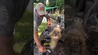 Why turtles doing this?