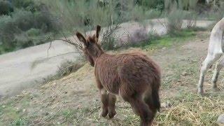 Feeding apples to the donkeys