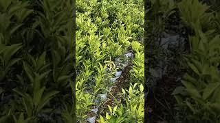 Mallta Kinnu plant #fruit #kinnu #viralreels #viralshort #farming #viralplants #agriculture #kinnow