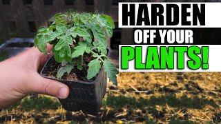 Hardening Off Your Young Indoor Started Plants