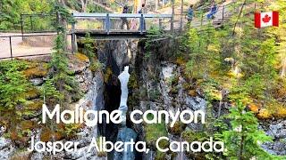 Maligne canyon/ attraction in jasper/ jasper national park/ attraction in Alberta/ jasper/ Alberta/