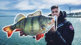 Angler catches biggest perch of his life  (english subtitles)