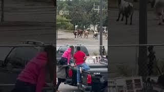 Eight Bulls Escape From Rodeo At Massachusetts Mall | 10 News First