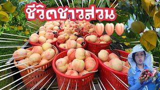 ชีวิตชาวสวนทำสวนลูกพีช ที่เกาหลีใต้|หญิงไทยใช้ที่ชีวิตในต่างแดน|การมาเป็นสะใภ้เกาหลีทำสวน