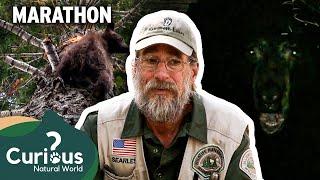 Bear Wars: Steve Searles' Battle for Public Safety | Bear Whisperer | Curious?: Natural World