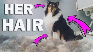 HUGE UNDERCOAT REMOVAL - Rough Collie ️️ My Personal Dog ️️